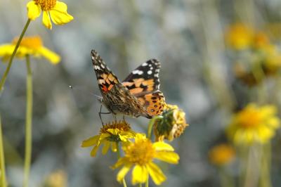 Painted Lady 05