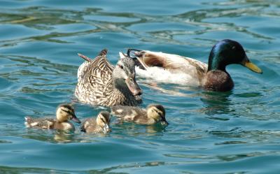 Duck Family 1
