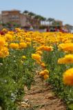 The flower fields at Carlsbad Ranch