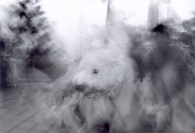 dog2