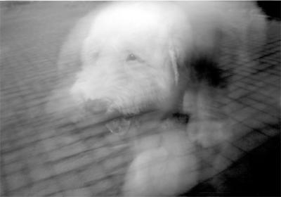 dog3