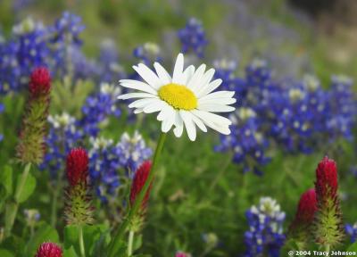 Bluebonnets w/ Shasta Daisies