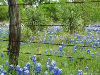 Bluebonnets