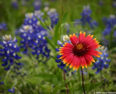 Indian Blanket w/Bluebonnets