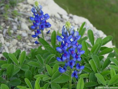 Bluebonnets