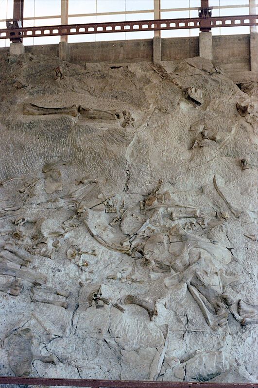 Fossil Bone Quarry