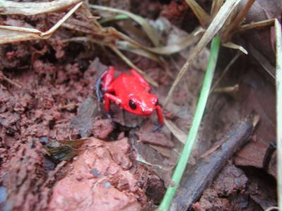 Ranita Roja en Selva de Finca Victoria