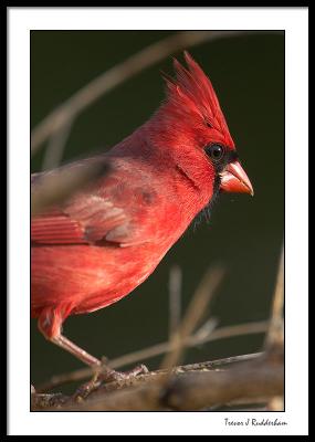 Profile of Mr. Cardinal