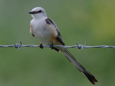 Scissor-tailed Flycatcher