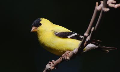 American Goldfinch