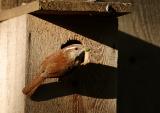 Carolina Wren