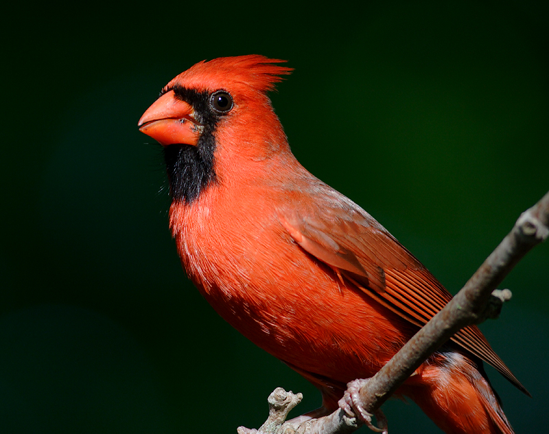 American Cardinal Male