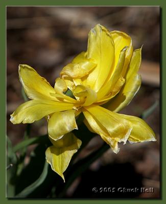 Yellow Silk