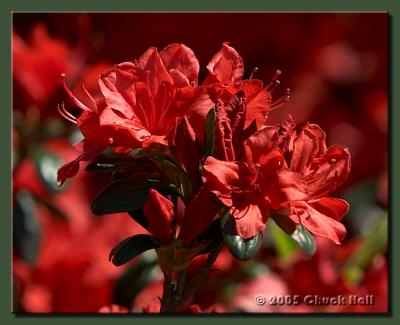 Sea of Red