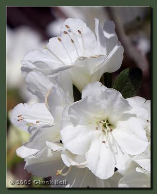 White Trio