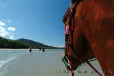 Beach riding at the Daintree Forest  North Queensland
