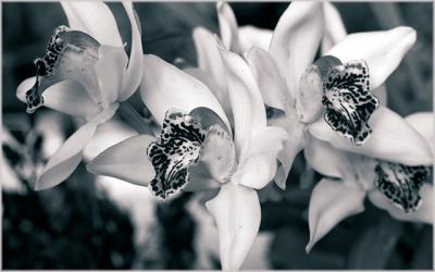 cymbidium orchid