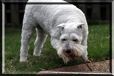 mmmm stick tastes good!