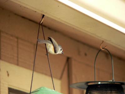 Tufted Titmouse, Too