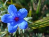 Erva-das-sete-sangrias (Lithodora prostrata)