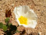 Sargao (Cistus salvifolius)