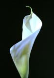 Calla-Lily3.jpg