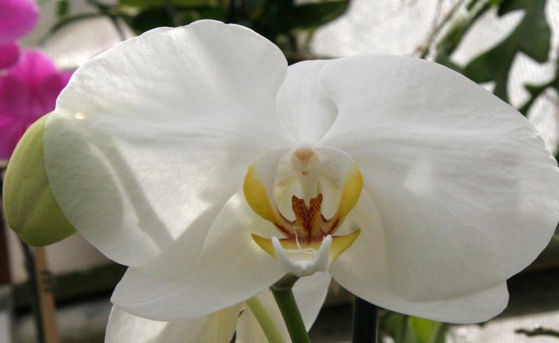 Phalaeonopsis