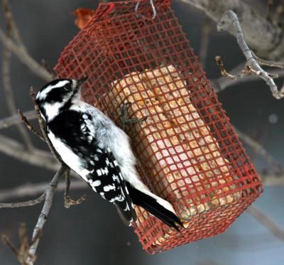 Downy Woodpecker