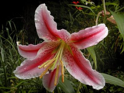 u15/victor_t/medium/4622732.Stargazer.jpg