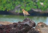 Golden Plover