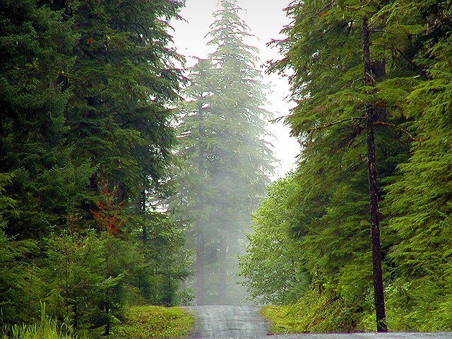 Spruce in the fog