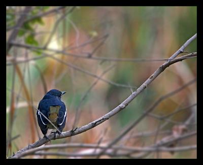 Magpie Robin