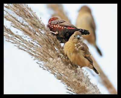 Red Avadavats (Munias) 2