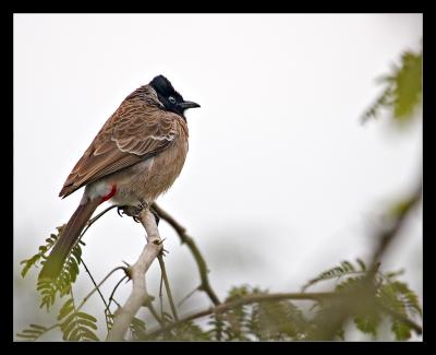 Red Vented Bulbul 1