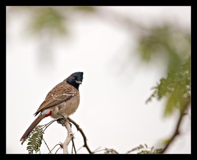 Red Vented Bulbul 2