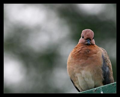 Laughing Dove