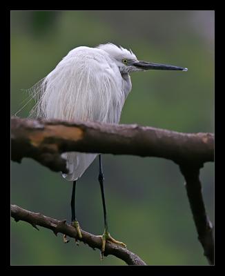 Little Egret 01