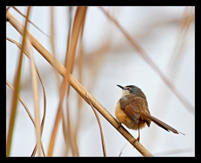 Yellow Bellied Ashy Prinia 2