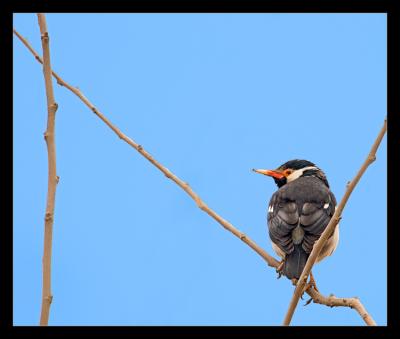 Pied Starling 2