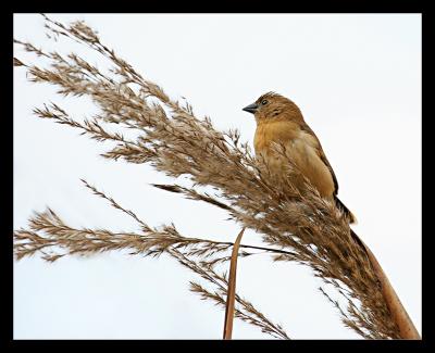 Juvenile Red Avadavat (Munia) 4