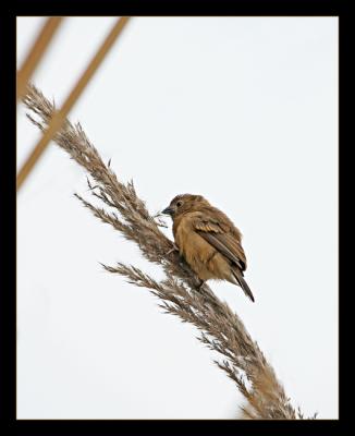 Juvenile Red Avadavat (Munia) 5