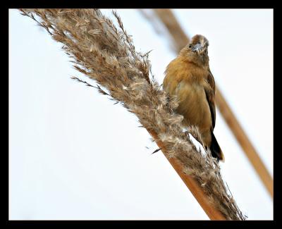 Juvenile Red Avadavat (Munia) 6