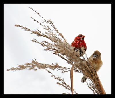 Red Avadavats (Munias) 1