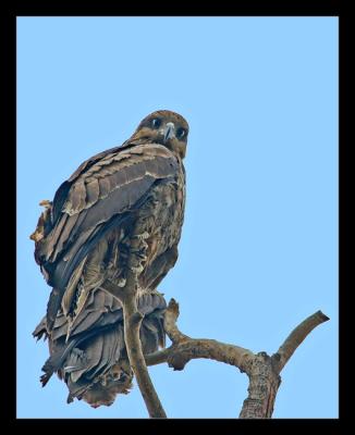 Black Kite 2