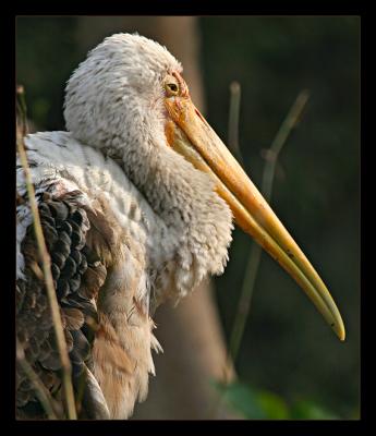 Painted Stork 1