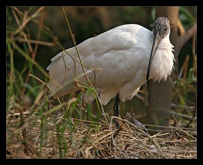Oriental White Ibis