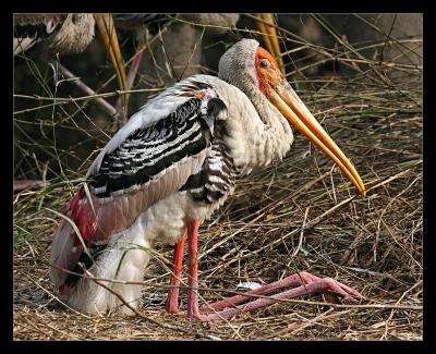 Painted Stork 2