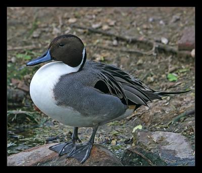 Pin Tail Duck 1
