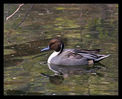 Pin Tail Duck 2