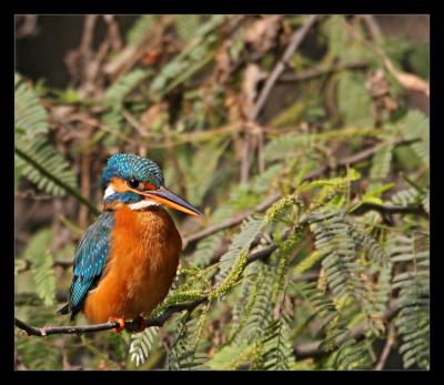 Small Blue Kingfisher 2